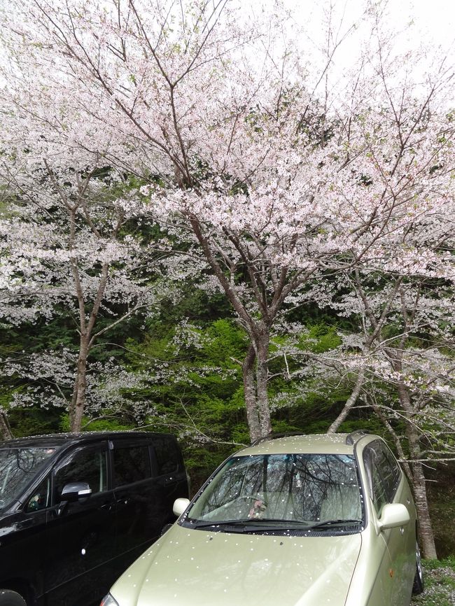 ４月中旬。<br />一宮のおやまのカフェ（別冊）後、寺尾の桜見物。<br />