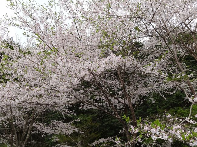 こちらは例年、地元の満開よりも１週間ほど遅れて満開になります。