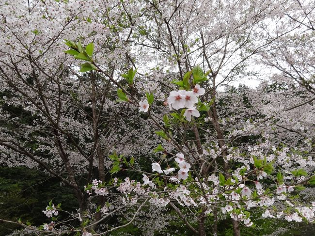 ただ今回はちょうど良い開花が週末に当たらず、、このときは散り始め〜散りはての間ぐらいでした。