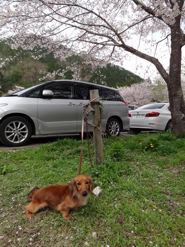 今日は愚妹の愛犬が一緒です。<br />めちゃ愛らしいです。