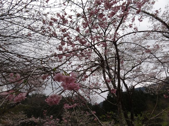 駐車場にはかろうじて満開っぽい木。