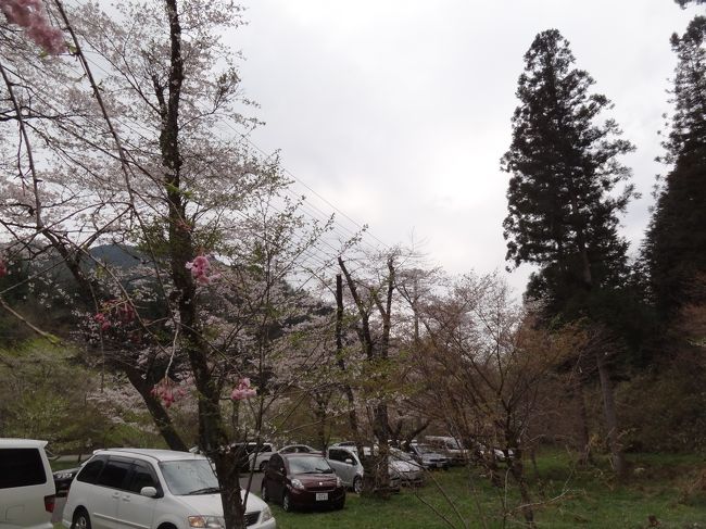 うーん、散りはて。でも今日は家族達でおしゃべりするのが目的だから良いのだ！