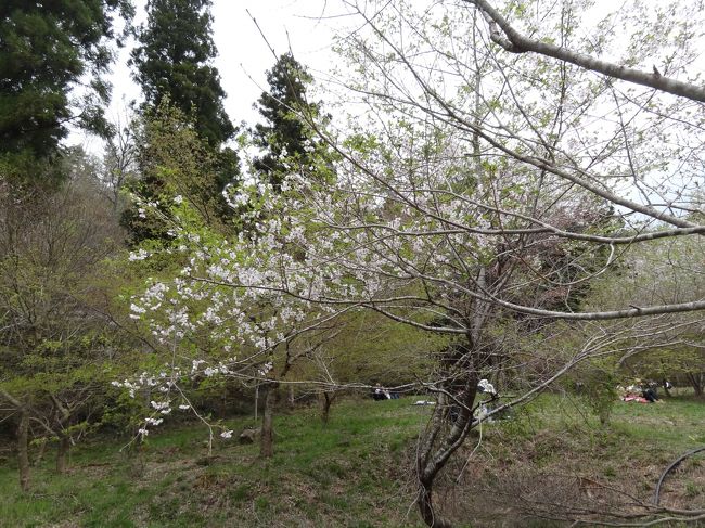 桜以外の花も咲いていました。