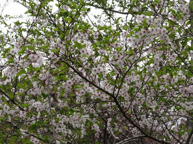 風鈴カップルに見つかるといやなので、背を向けて宴会中です。