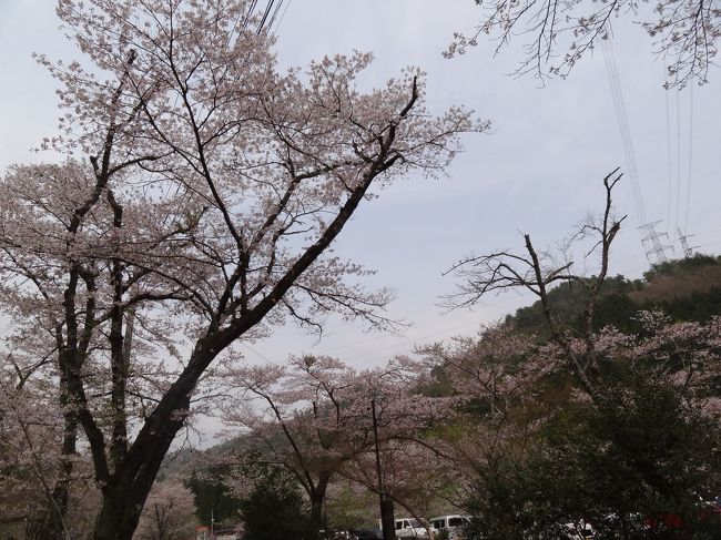 もはや桜より、２人が気になります（笑）