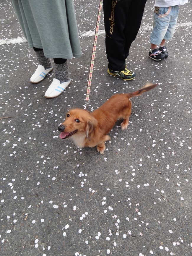 散った花びら。奇麗でした。