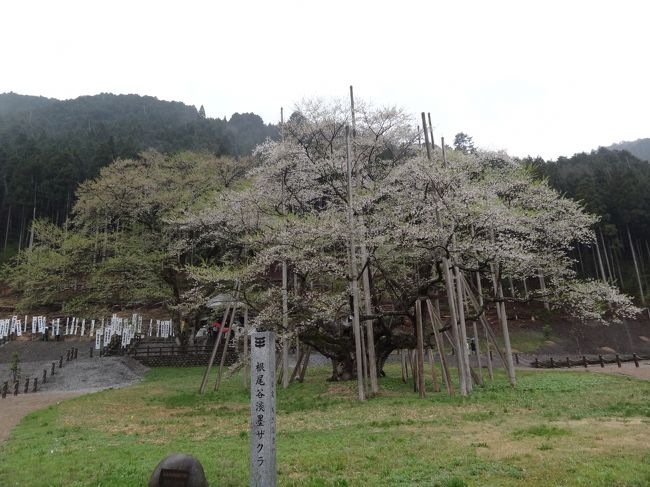 ４月下旬。<br />有名な「根尾の薄墨桜」へやってきました。<br />ほぼ散りはて＾＾；