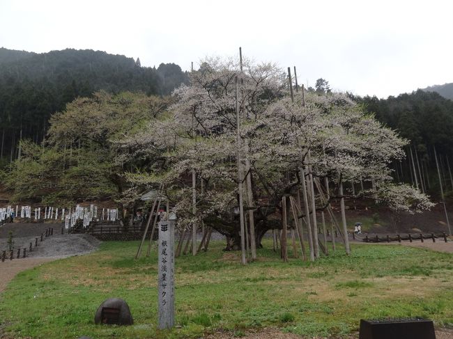 この日はもうほぼ散ってしまっているということも分かっていたし、おまけに雨が降っていて花見の予定は全然なかったのですが、暇つぶしにドライブしていて、結局ここまで来てしまったのでした。