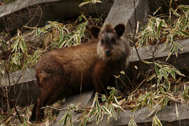 山梨で出会った野生動物たち 清里 八ヶ岳 山梨県 の旅行記 ブログ By Kemurさん フォートラベル 山梨で出会った野生動物たち 清里 八ヶ岳 山梨県 の旅行記 ブログ By Kemurさん フォートラベル