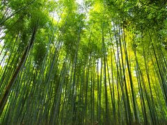 天龍寺北門から大河内山荘のあたりまで、この竹林の道が続いています。

（個人的に竹林に包まれた道が好きで、見上げたときに清涼な緑の竹林から照らされる陽の感じがとてもよいです♪）