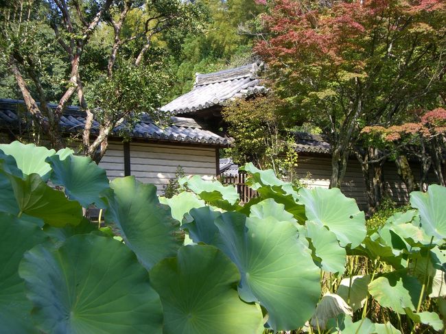夏の境内はハスの名所だそうです。<br />私が訪れたのは秋だったのでもう花は咲いていなかったけど、緑鮮やかな葉には目を惹かれました。<br /><br />