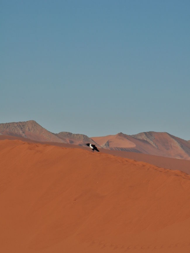 12秋ナミブ砂漠 赤い砂 青い空 白い塩湖 黒いアカシアの木 Namib Naukluft Lodge ナミブ砂漠周辺 ナミビア の旅行記 ブログ By Sunnyさん フォートラベル