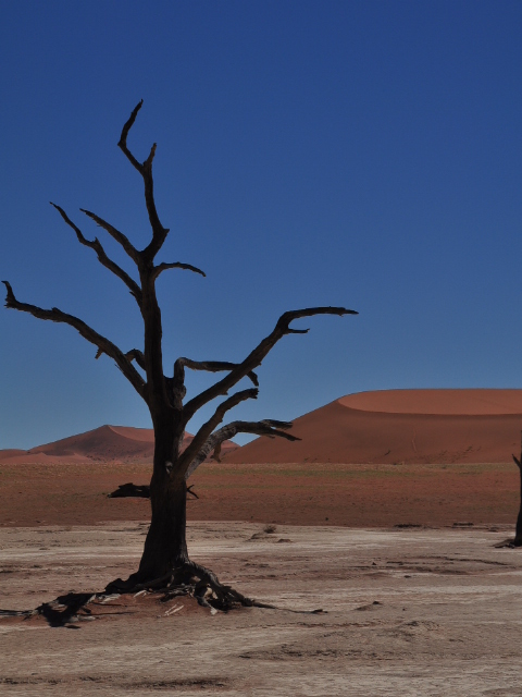 12秋ナミブ砂漠 赤い砂 青い空 白い塩湖 黒いアカシアの木 Namib Naukluft Lodge ナミブ砂漠周辺 ナミビア の旅行記 ブログ By Sunnyさん フォートラベル