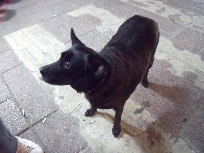 串焼きを食べていたら黒わんこが、首に鈴を付けていて大人しいかわいいわんこでした。