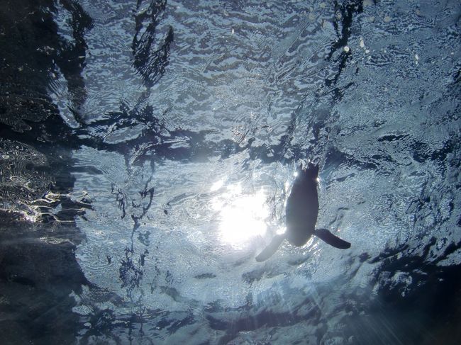 ペンギンの水槽を、<br /><br />下から見ることができるようになっています。<br /><br />まるで、<br /><br />お空に浮かぶ、飛行船のようです（＾＾）<br /><br />