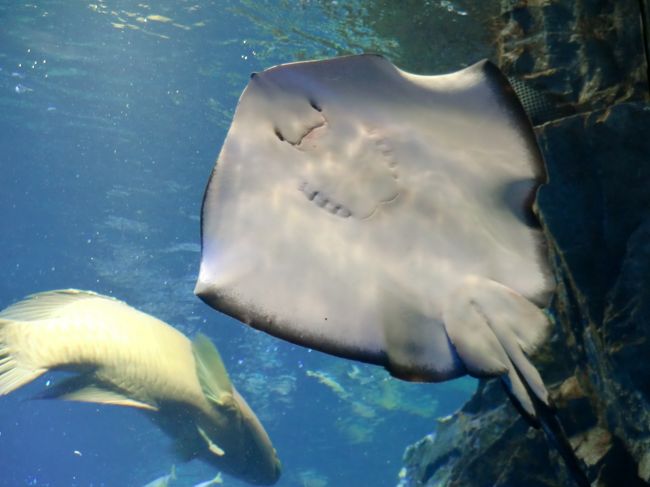 大きな　えい・・<br /><br /><br /><br />