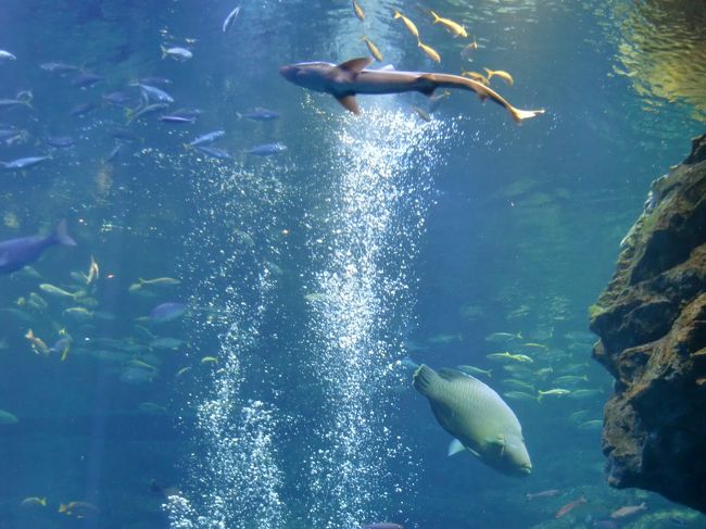 優雅に泳ぐ魚たち・・