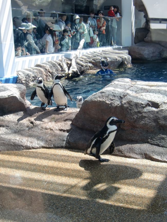 ぺんぎんが<br /><br />水からあがって・・<br /><br />お散歩します。<br /><br />