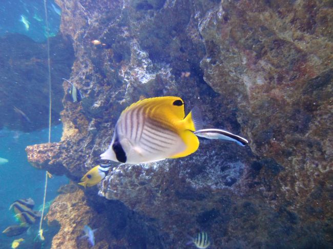 かわいい熱帯魚