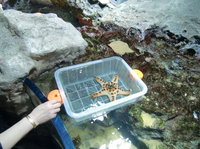 このヒトデは<br /><br />実際に手で触ることが出来るようです。<br /><br />大人の男の人の手より大きなヒトデでした。<br />