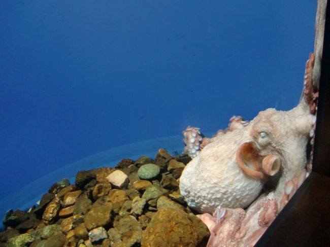 たこが張り付いています。