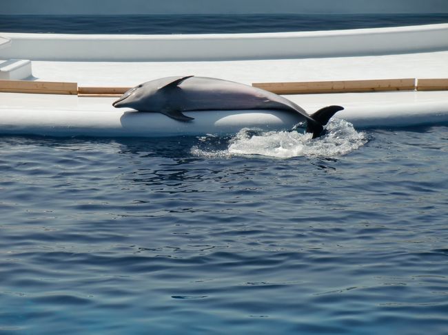 　11時開始予定のイルカのショー<br /><br />45分前にこの場に到着しましたが、<br /><br />すでに座る席はなく立ち見状態でした。<br /><br />待ち時間の間、イルカくんはいろいろなポーズをとって<br /><br />お客様サービスにつとめてくれていましたよ。<br />