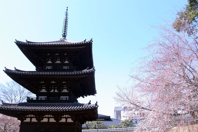 今日は大和郡山に行こうと決めていましたが、その前にどこかのお寺で花祭りに参加したいということで、興福寺へ行きました。<br /><br />隠れた桜の名所だと思っている三重塔付近をのぞいてみます。写真では咲いている風ですが、主役の枝垂れ桜はまだほとんど蕾でした。今年は本当に桜の開花が遅いです。