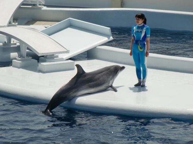 お姉さんの言うことを・<br /><br />とってもよく聞く<br /><br />イルカたち<br />