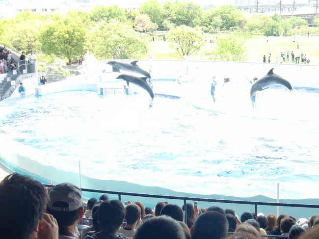 　ショーもクライマックスを迎えました。<br /><br />もっと高くジャンプしていたのに・<br /><br />なかなかうまく撮れなくて残念です（泣）<br /><br />