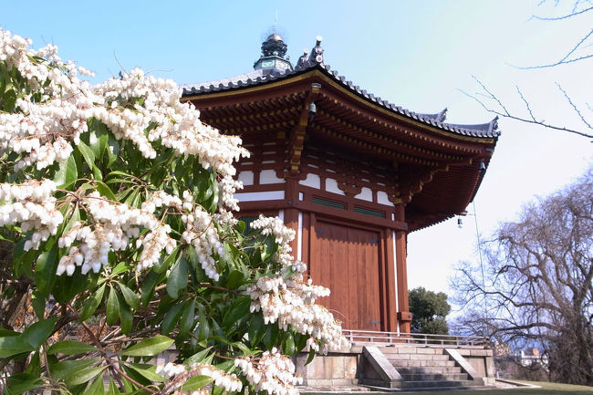 南円堂の周りの馬酔木は満開でした。<br />馬酔木もまた奈良公園の春を象徴する花ではないでしょうか。