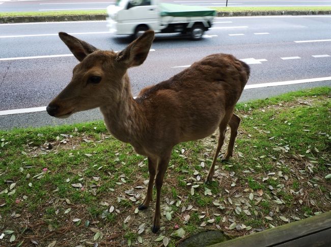 その次は鹿。鹿せんべいの販売所には必ずいる。