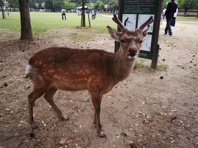 また鹿。
