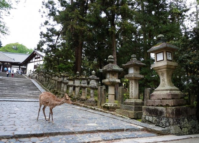 二月堂への石段。燈篭が並んでいる。