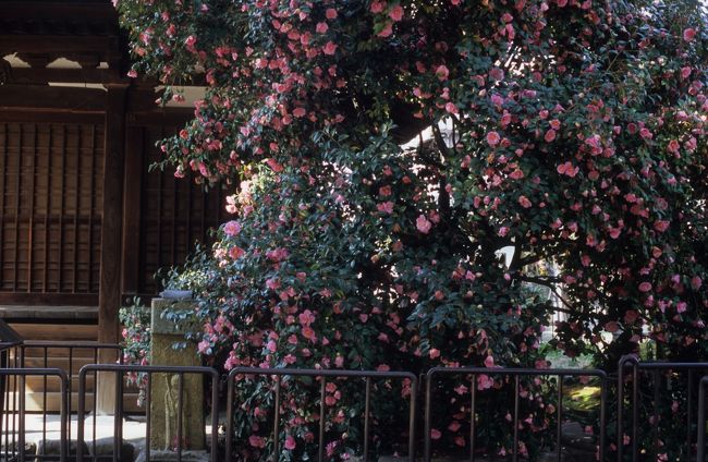 本堂は普段は非公開のため、お庭でひたすら椿に見とれていました。<br />伝香寺の椿は「散り椿」「武士椿」などと呼ばれ、一般的な椿と違って、花ごとポトリと落ちるのではなく、花びら１枚１枚が散るという特徴があります。<br /><br />想像していたよりずっと大きな木で、しかも何本もあって、ピンク色の花をびっしり咲かせている様が本当に見事でした。