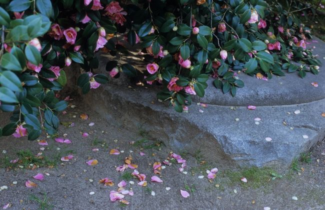 たしかに、花びら単位で散っています。<br />説明していただいた受付の方に、<br />「めずらしいんですよね？」と尋ねたら、<br />「ここにしかないんです」とおっしゃっていました。