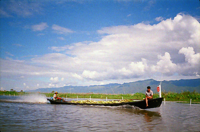 水上の畑<br /><br />浮き草で浮島を作って畑にしている