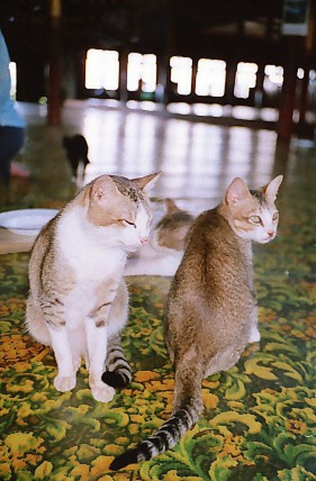 猫の名前は「キムタク」<br /><br />誰が教えたんだ！！