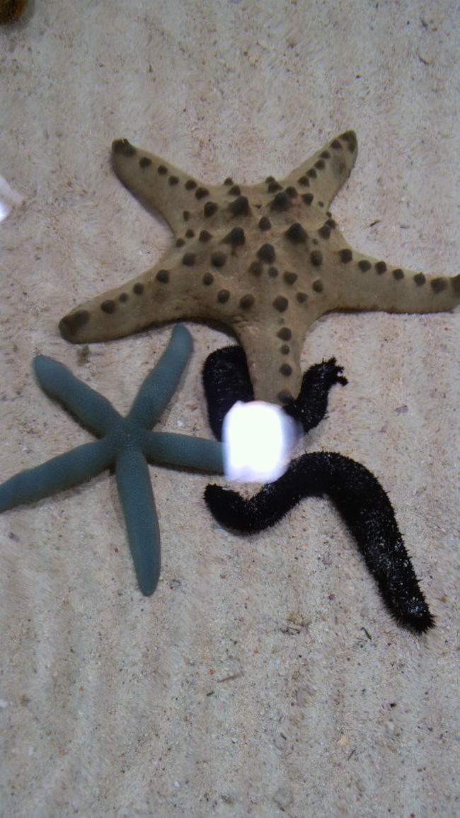 触れます。思ったよりは柔らかかった。