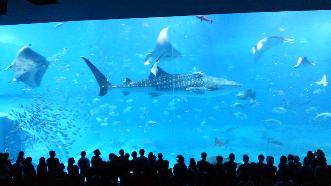 巨大な水槽にジンベイザメが3頭、マンタなども泳いでいて感動しました。<br />