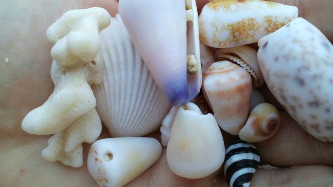 貝を探すのが楽しくて、3人で没頭してしまいました。