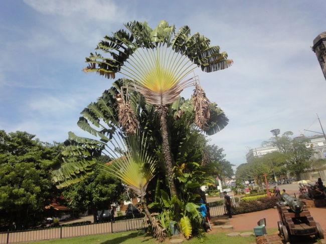 緑の樹がたくさんあって、南国の感じがします。