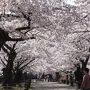 がんばろう！福島。2012年ＧＷは桜が満開(((o(*ﾟ▽ﾟ*)o)))鶴ヶ城、南湖公園、塔のへつり