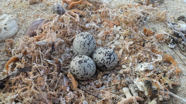 浜辺にあった卵。鳥？ウズラの卵ぐらいの大きさでした。ちゃんと海藻とか珊瑚を集めて巣を作っていましたが、でも満ち潮になったら流されちゃいそう。