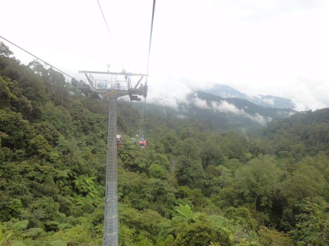 野生の動物たちが見えました。
