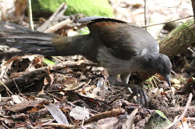 スリーシスターズの父親が化けたと言われているコトドリ