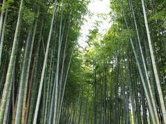 ご本堂の奥には、さきほど通ってきた「嵯峨野 竹林の道」にも劣らない、見事な竹の小径が続いています。