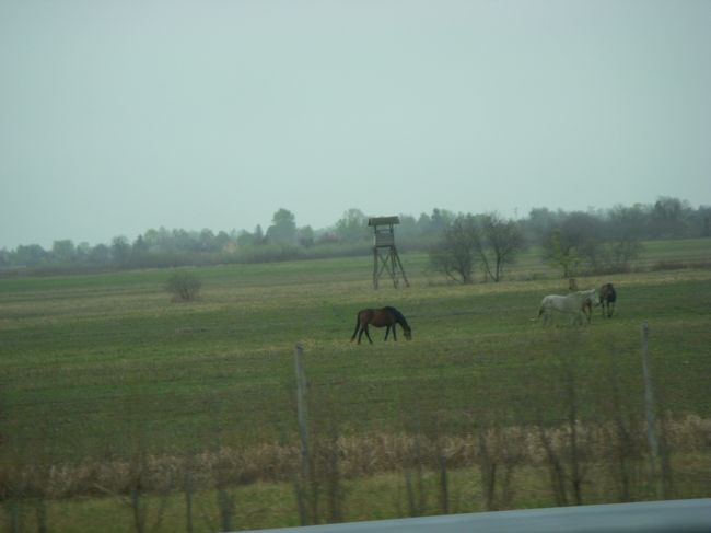 バラトン湖を抜け南へ走ります。途中まではクロアチアと同じ方向。<br />馬、発見！