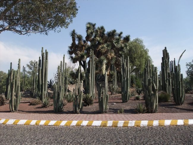 ベタだけど、サボテンをみるとメキシコだな〜て思う。