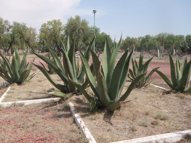 でっかいアロエ？！