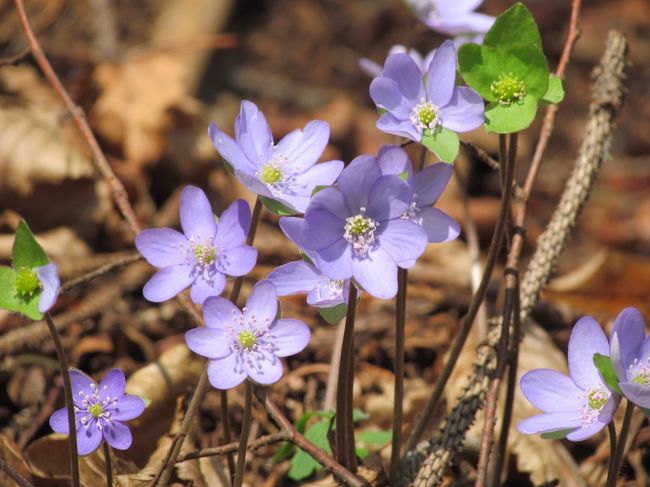 ★ブレッド湖へ★<br />黄色い花、紫の花、白い花が沢山さいていて可愛かった。軽い気持ちで写真を撮ろうとしたけど、意外とピントが合わず、難しかった。どうも花を撮るのが苦手。私の腕のせいなのか、カメラのせいなのか…。ま、前者かね…。